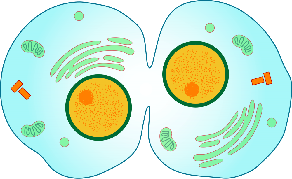 Биология деление клетки митоз