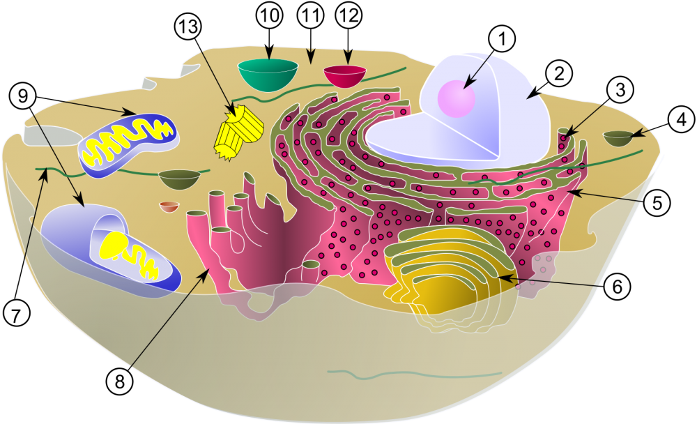 Клеточная стенка прокариот прокариот