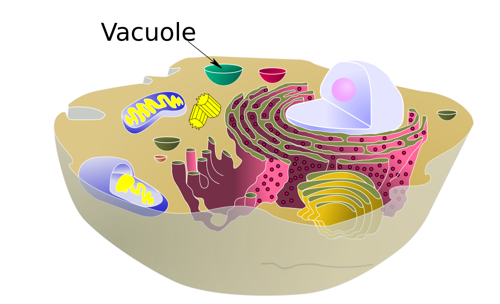 Аппарат Гольджи эукариотической клетки
