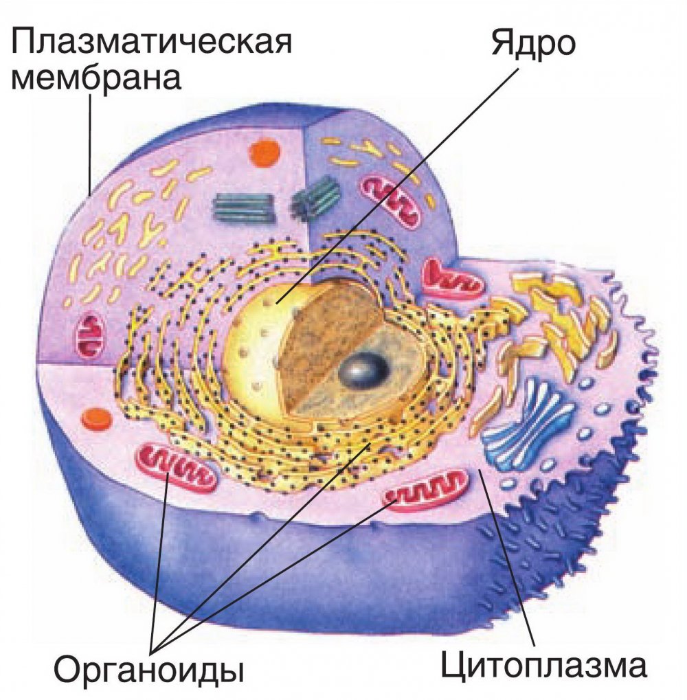 Клетка ядро цитоплазма мембрана схема