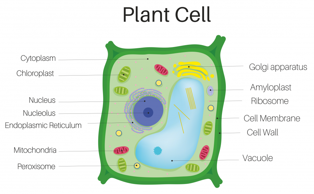Клетка растения для детей