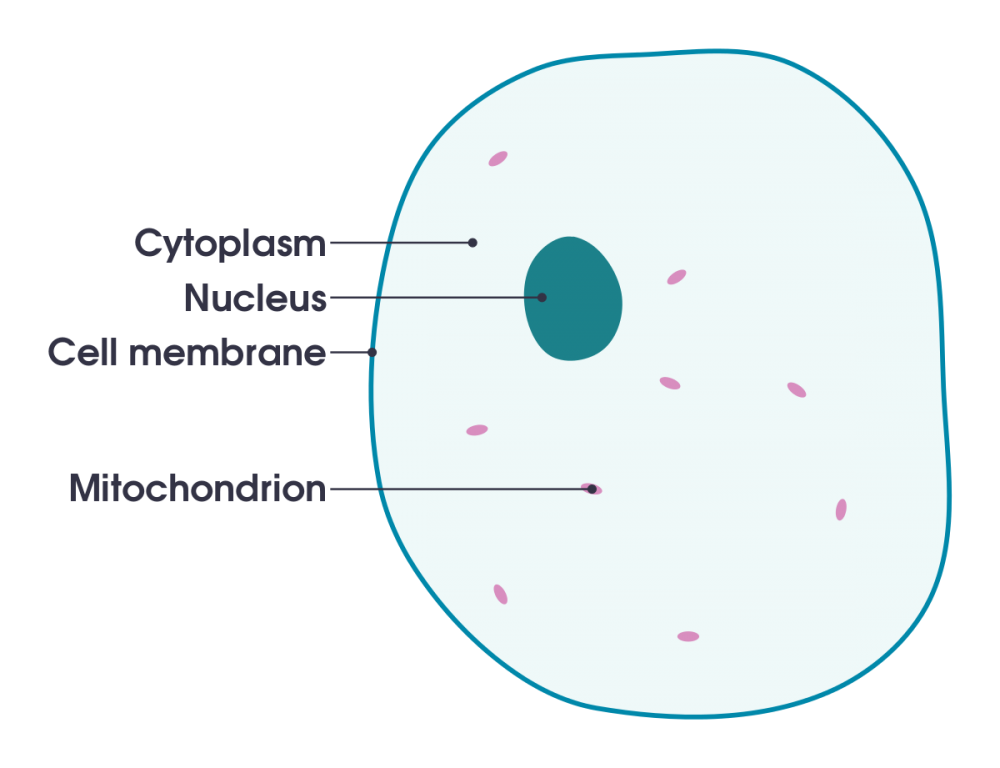 Цитоплазма клетки