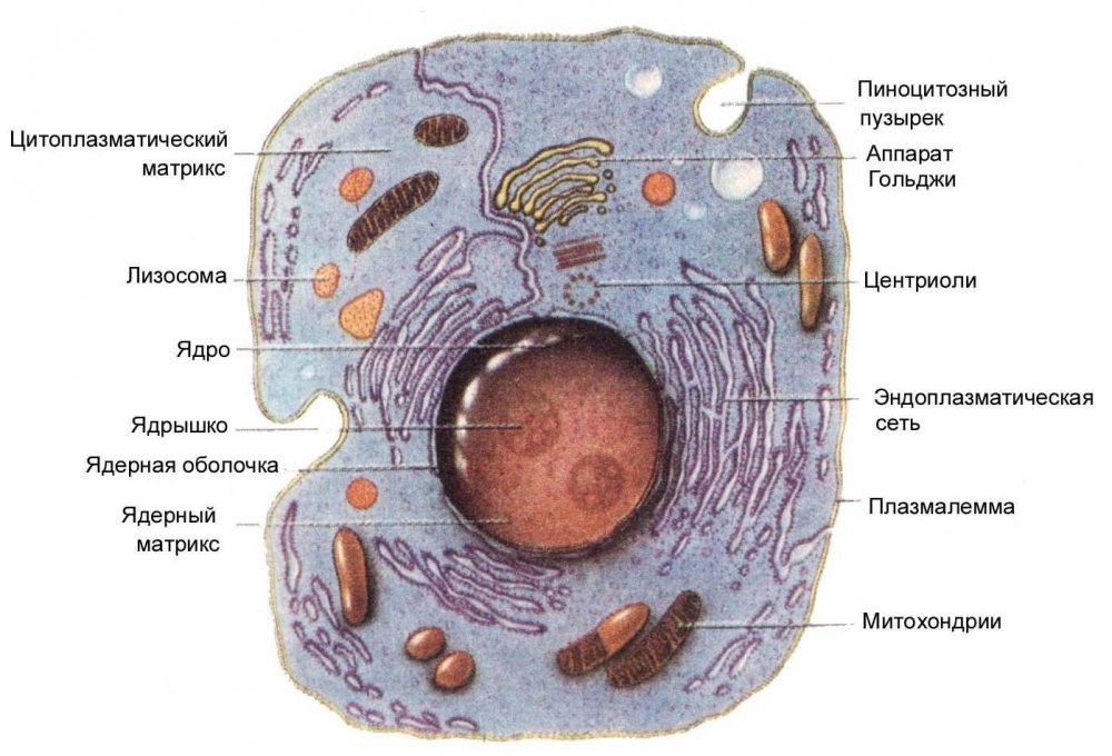 Микроорганизмы в разрезе