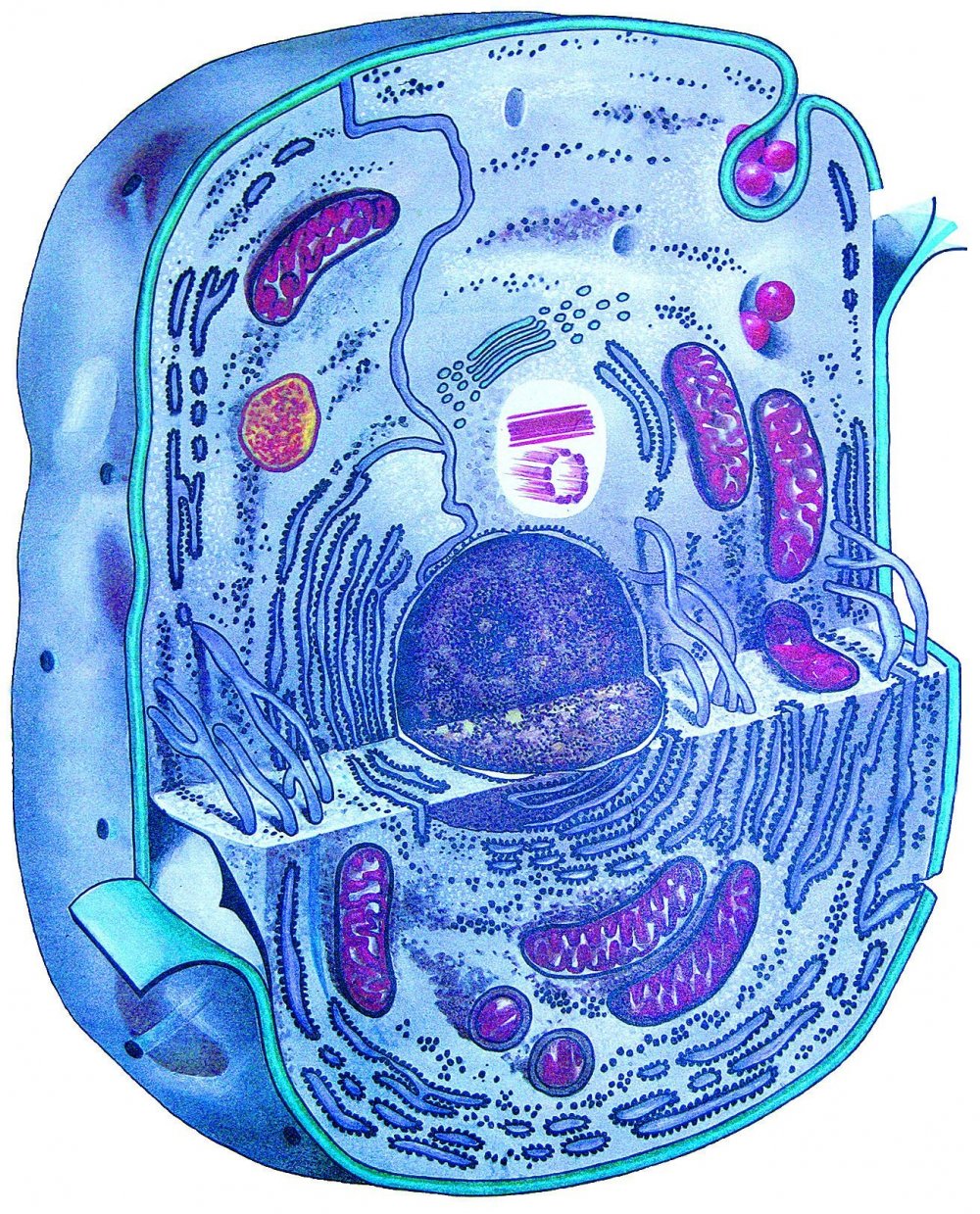 Живая клетка человека