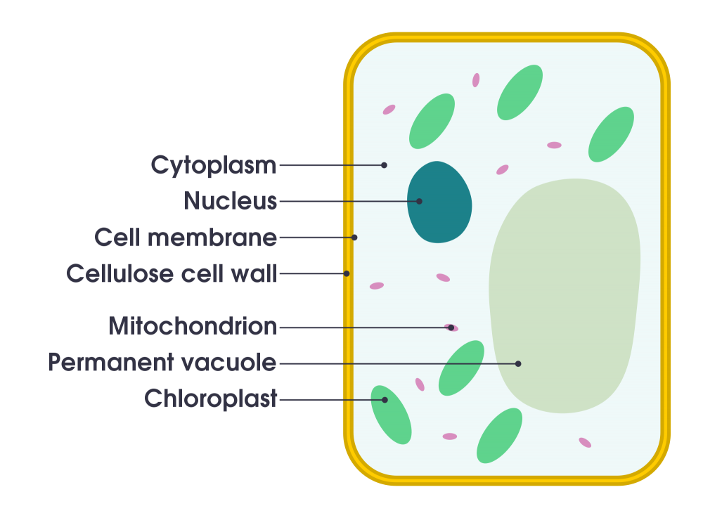 Plant Cell diagram labeled