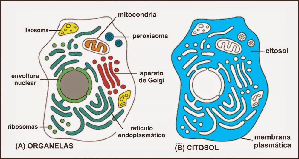 Цитоплазма цитозоль строение