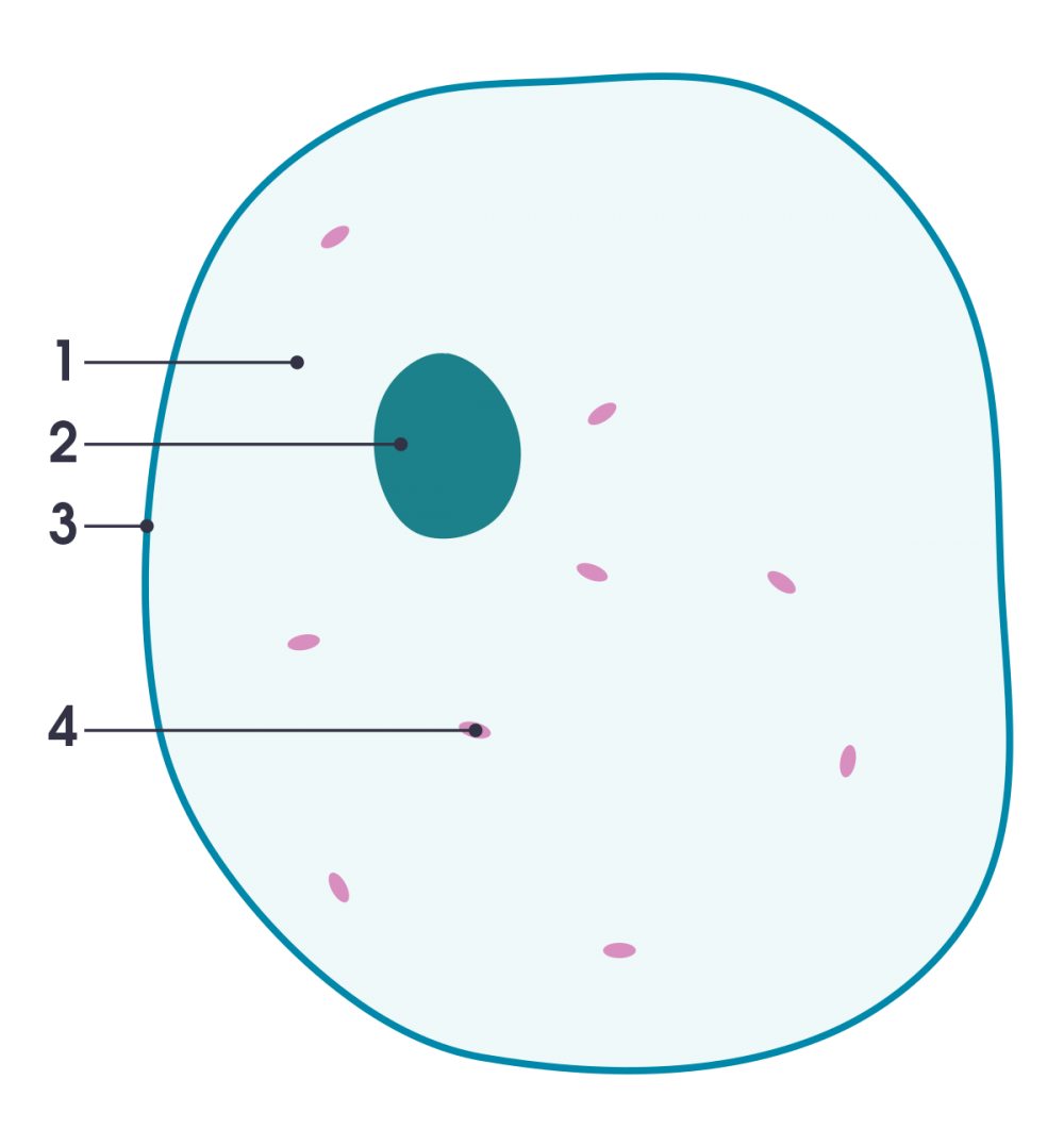 Цитоплазма растительной клетки