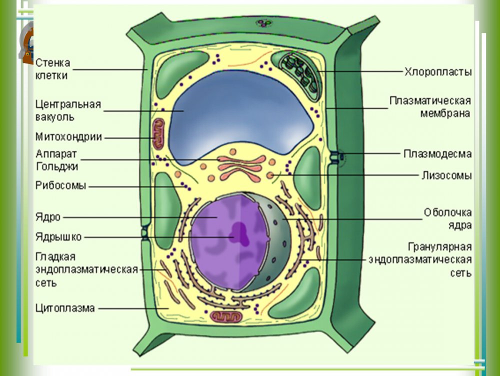 Клеточный центр —;аппарат Гольджи —;митохондрии