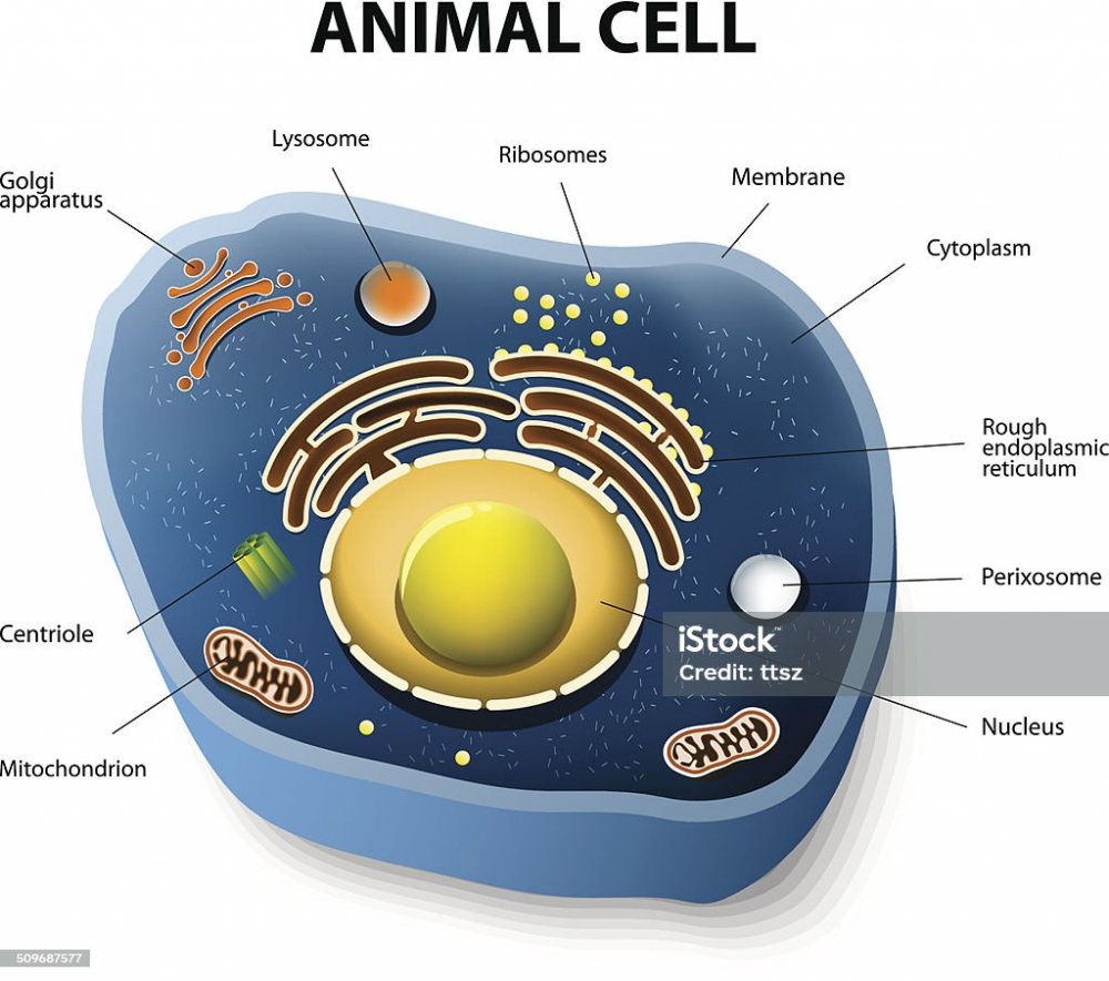 Животная клетка фото