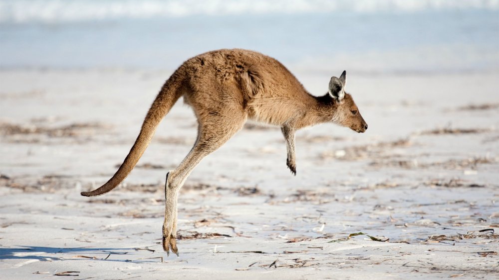Животные пустыни Австралии кенгуру