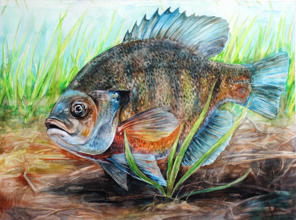 Рыбы цветными карандашами