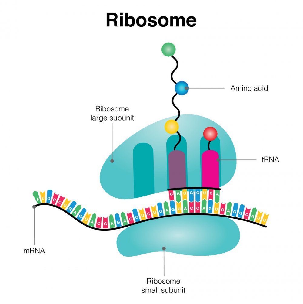 Ribosome structure