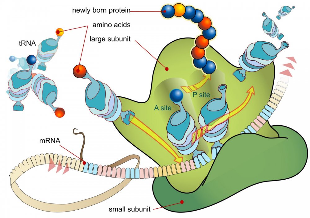 Строение рибосом и Синтез белка