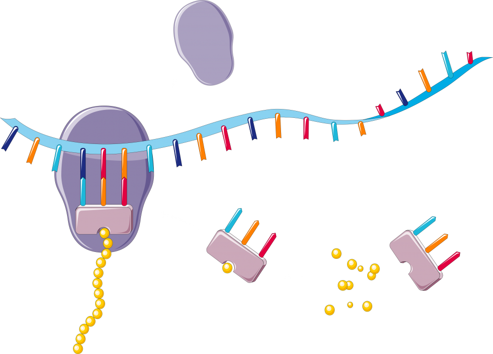 РНК на прозрачном фоне