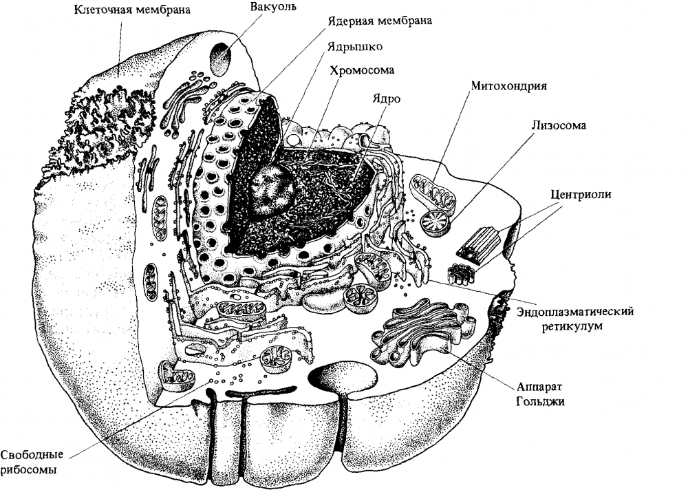 Строение рибосомы растительной клетки