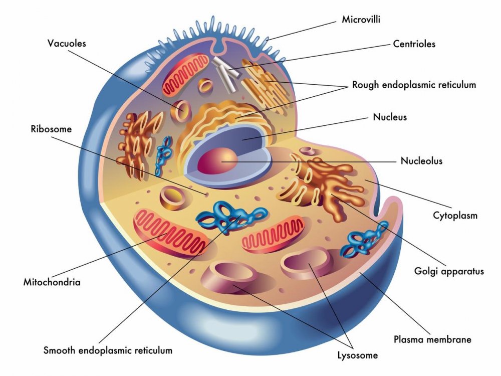 Клеточное строение фораминиферы