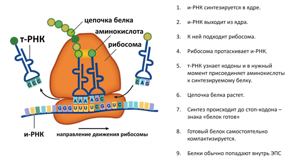 Митохондрии растительной клетки
