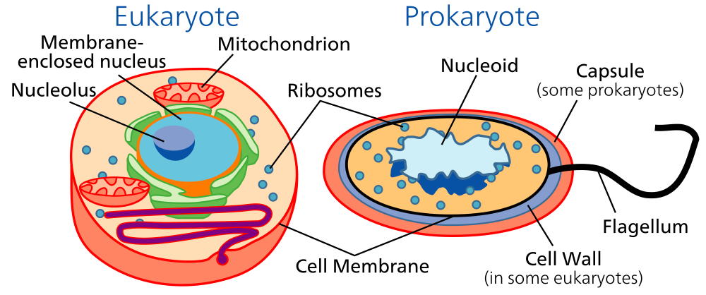 Схема строения эукариотической клетки