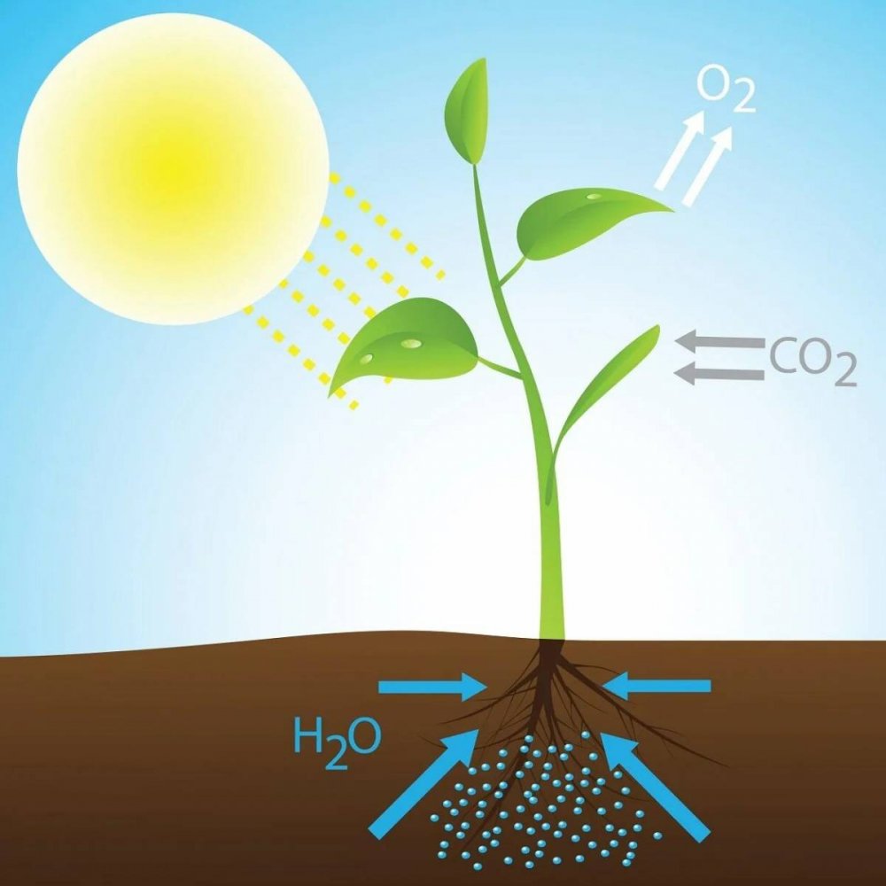Фотосинтез солнечной энергии растения