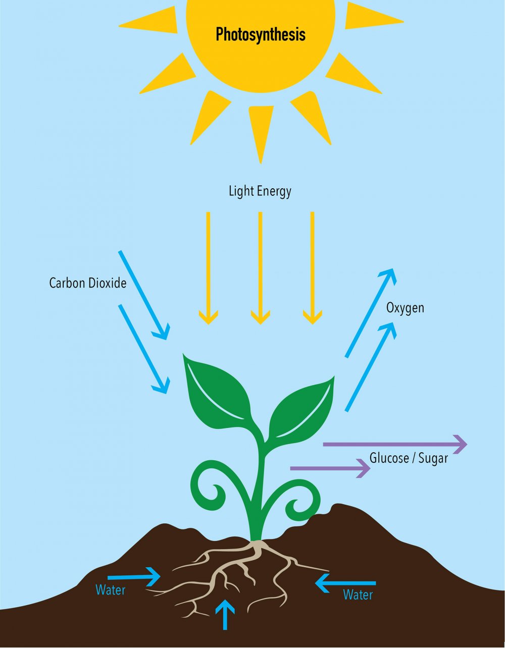 Солнце и фотосинтез