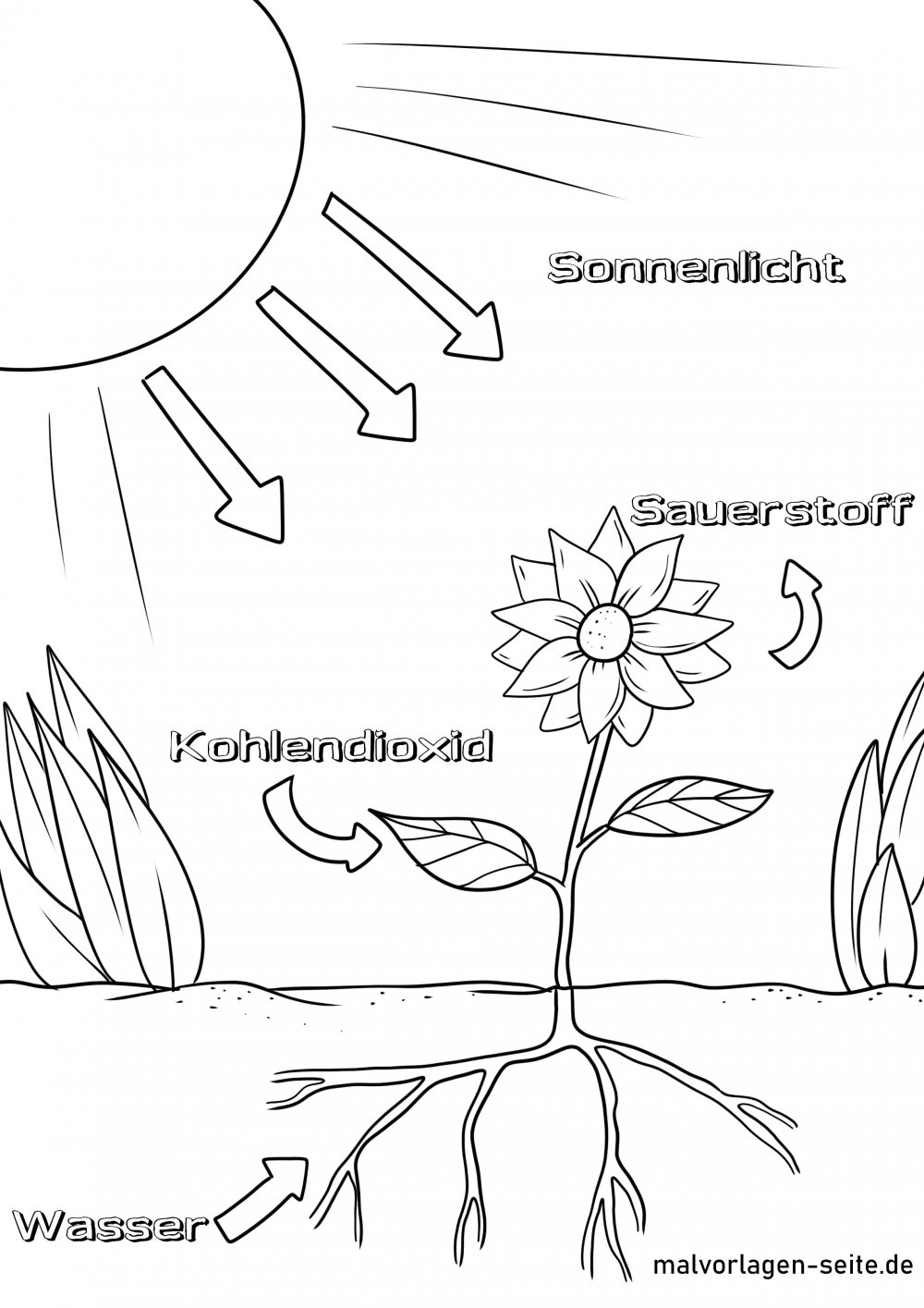 Фотосинтез рисунок схема