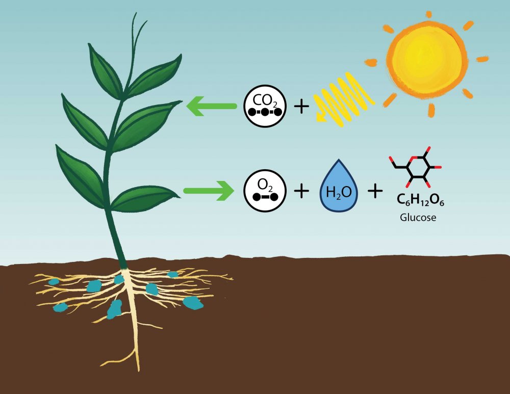 Схема фотосинтеза растений раскраска