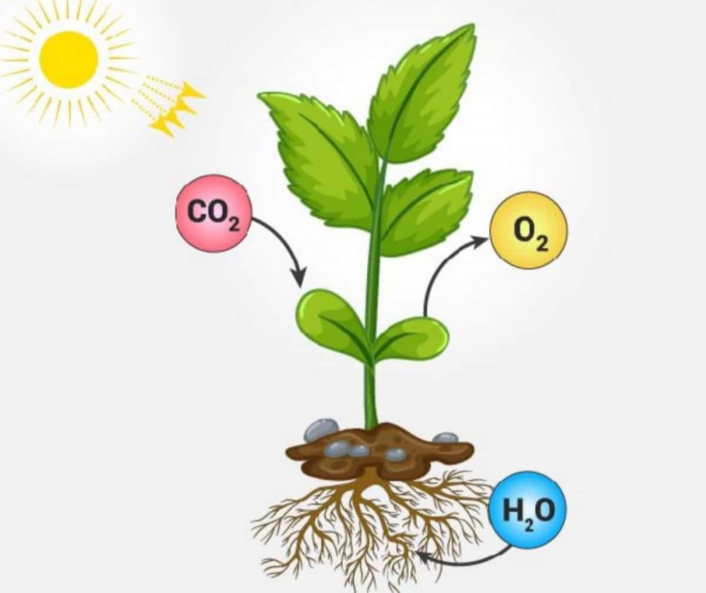 Схема фотосинтеза 6 класс биология схема
