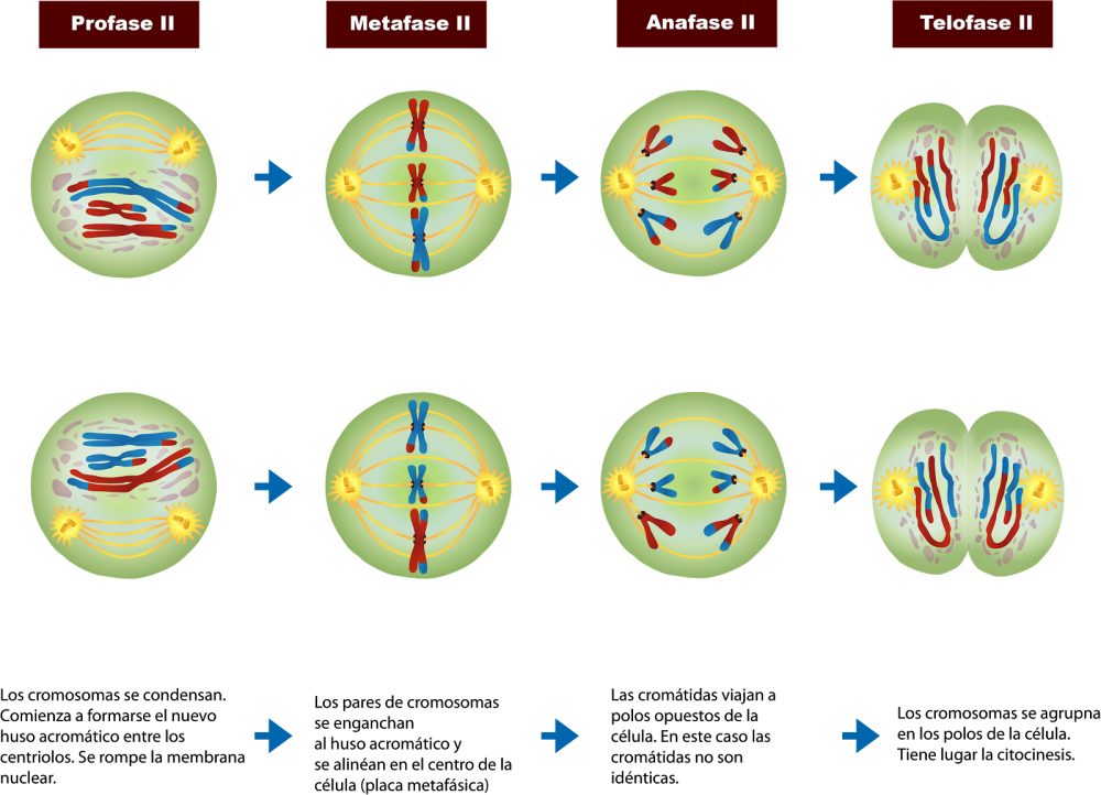 Этапы митотического деления клетки