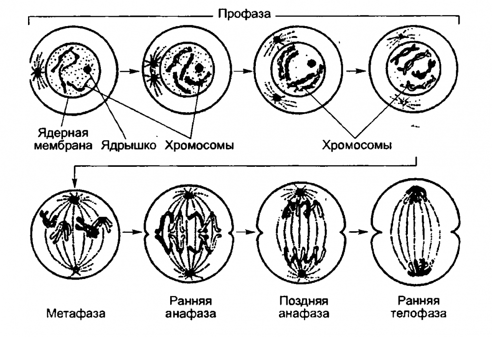 Телофаза набор хромосом