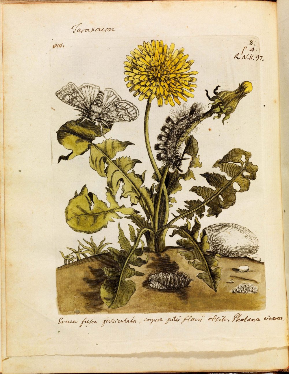 Curtis Botanical Magazine Double Prints 1787.