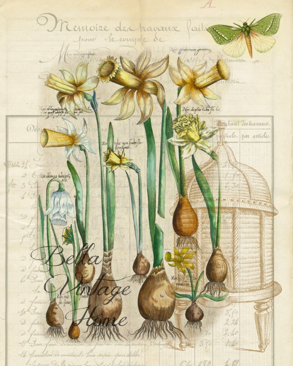 Ботанические иллюстрации Elizabeth