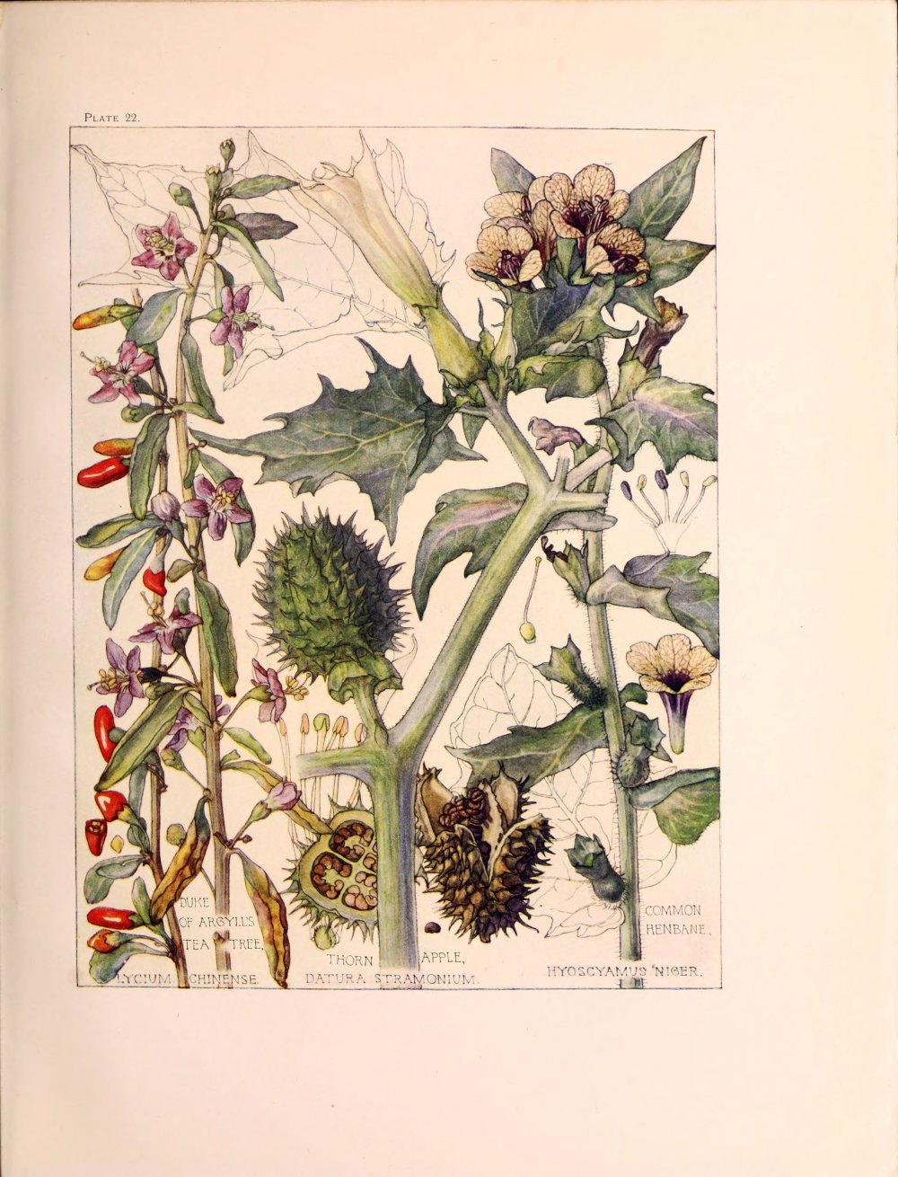 Ботаническая иллюстрация скетчбук