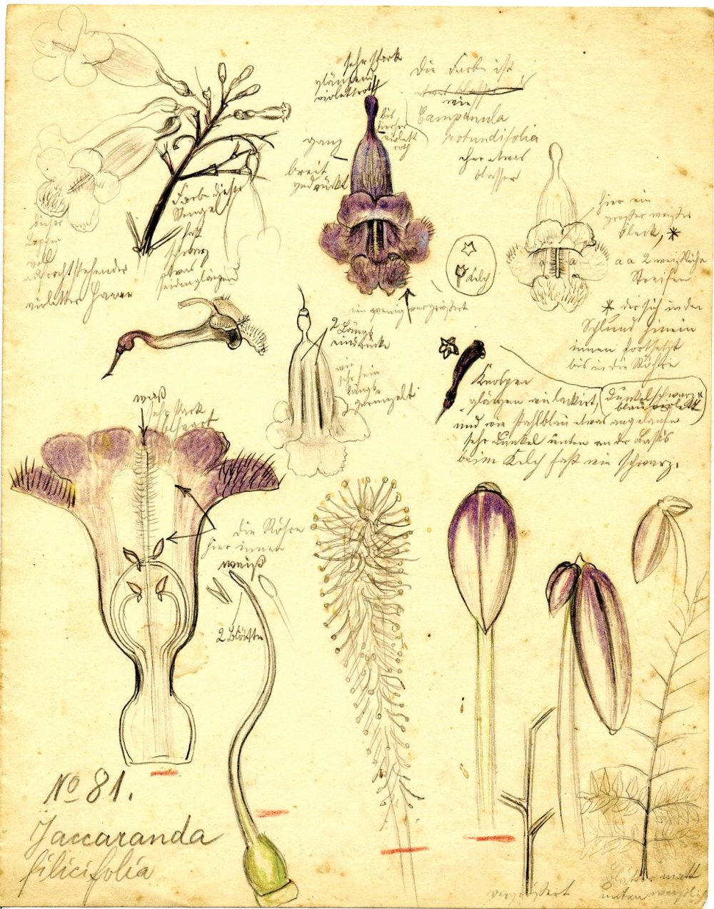 Фрезия Ботаническая иллюстрация