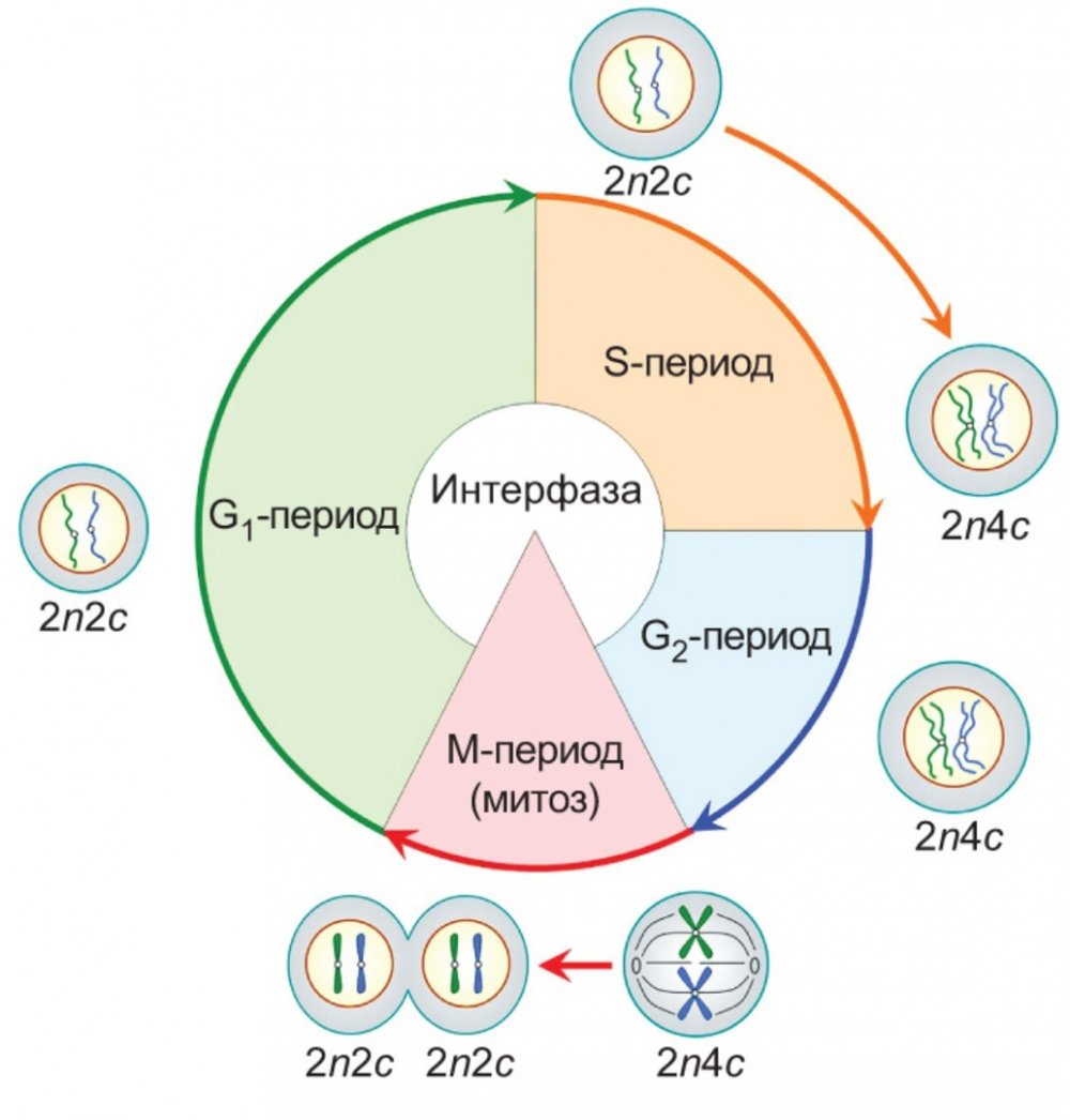 Схема клеточного цикла интерфаза