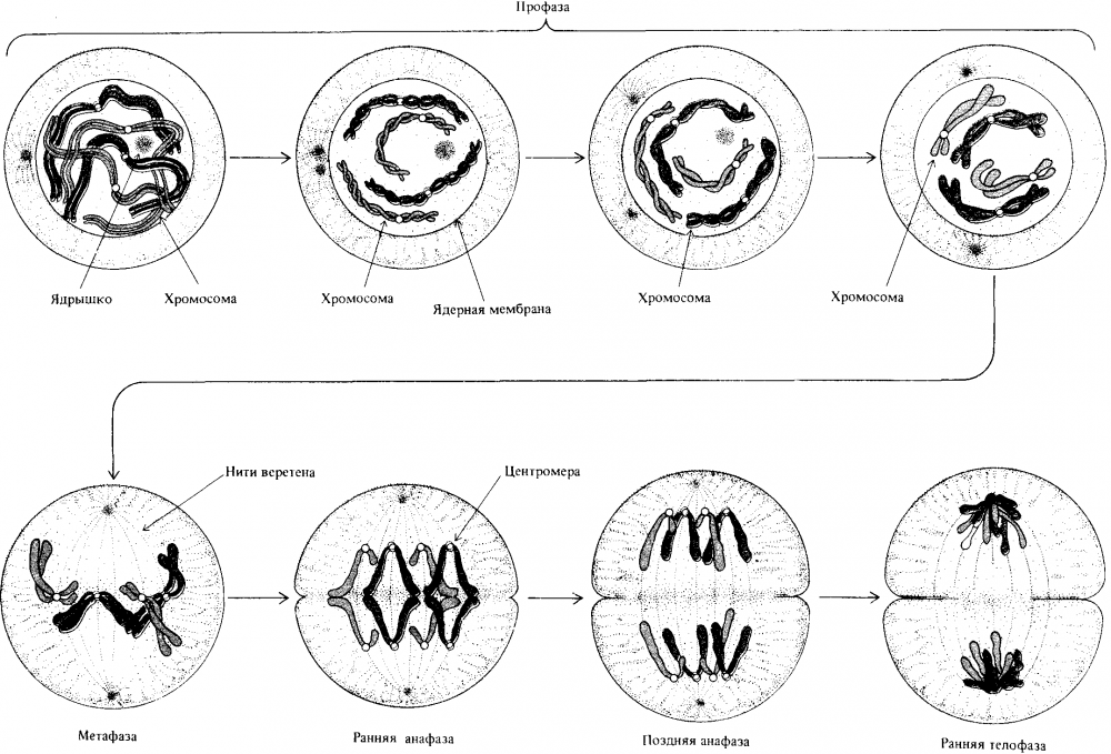 Стадии клеточного цикла в клетках корешка лука репчатого
