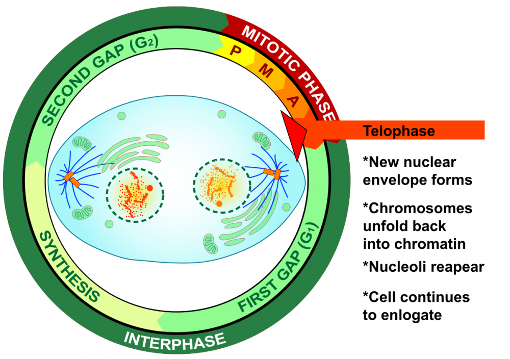 Telophase Mitosis