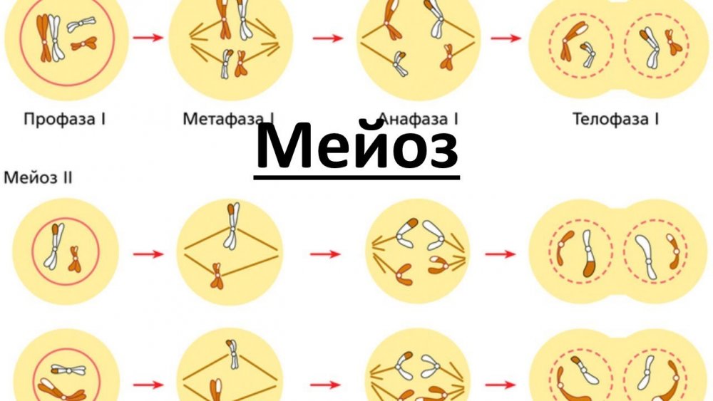 Phases of Meiosis Interphase