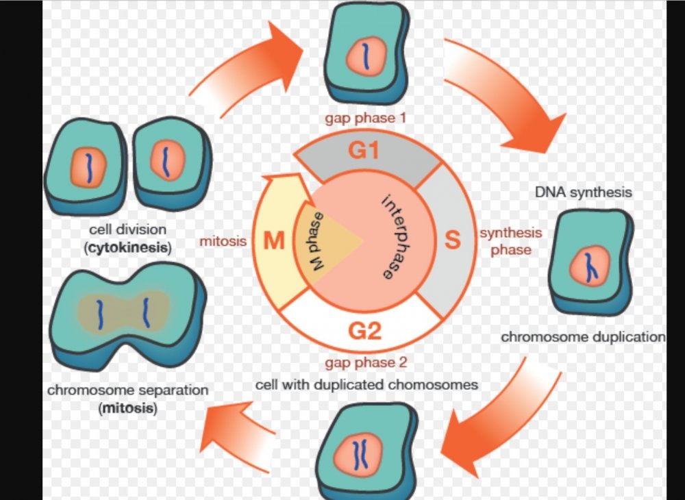 G1 фаза клеточного цикла