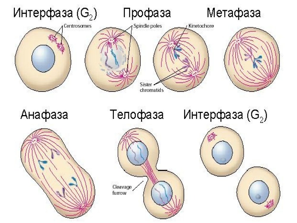 Этапы митотического деления клетки
