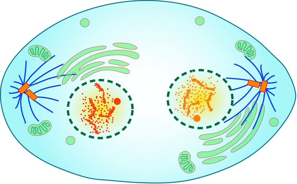 Этапы деления клетки митоз