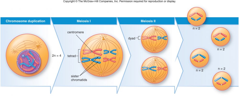 Жизненный цикл клетки митоз схема