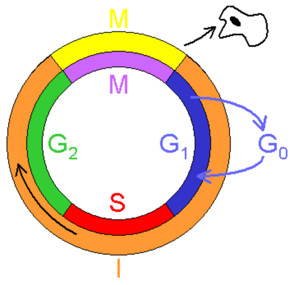 Клеточный цикл g0