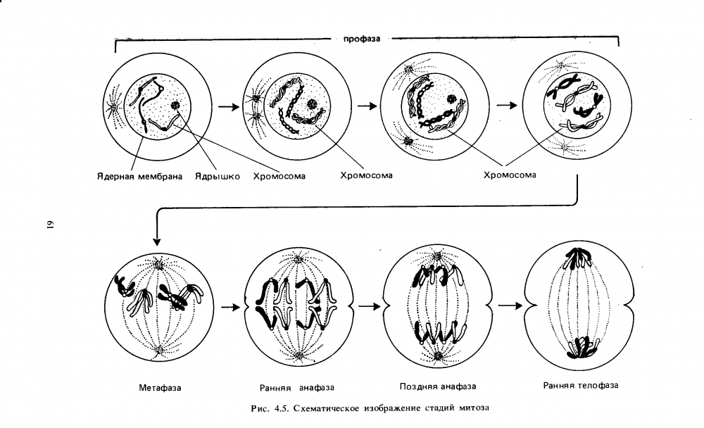Схема митотического деления клетки