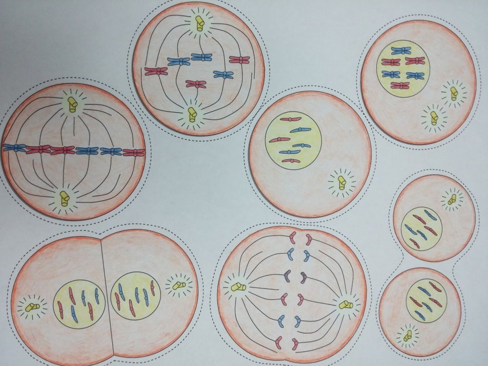 Хромосомный набор клеток в телофазе 2