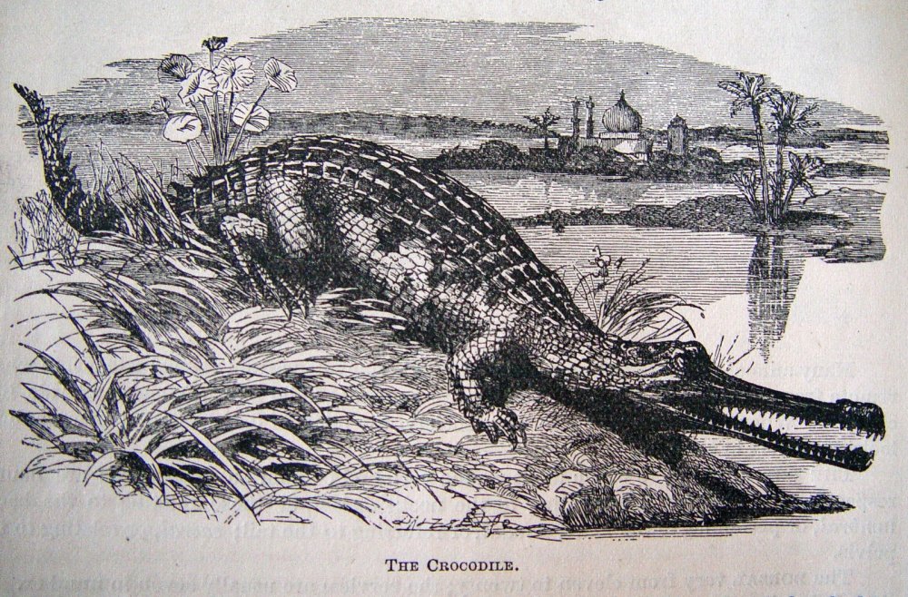 Логотип крокодила на форме