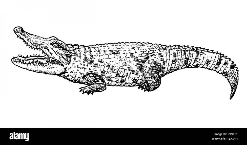 Крокодил в профиль