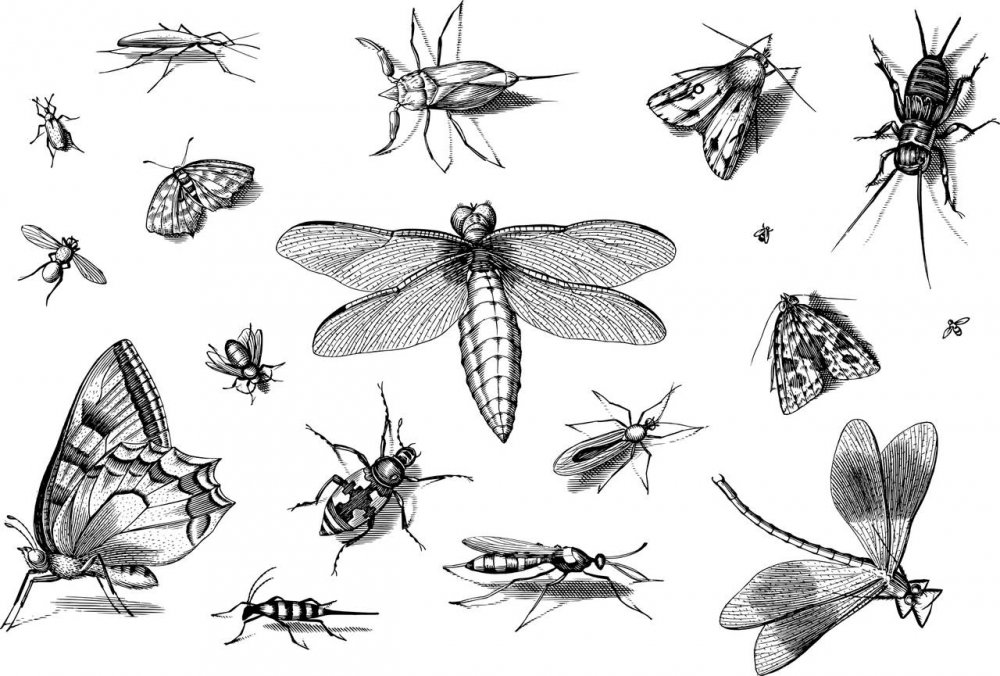 Мультяшные мухи, пчелы и комары