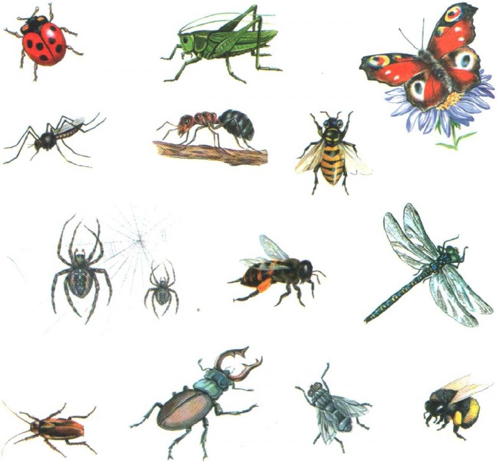 Пиктограмма насекомые