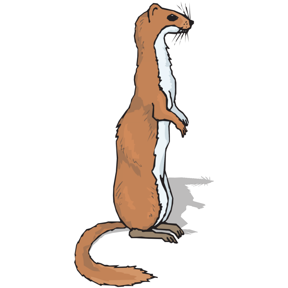 Стилизованное изображение горностая