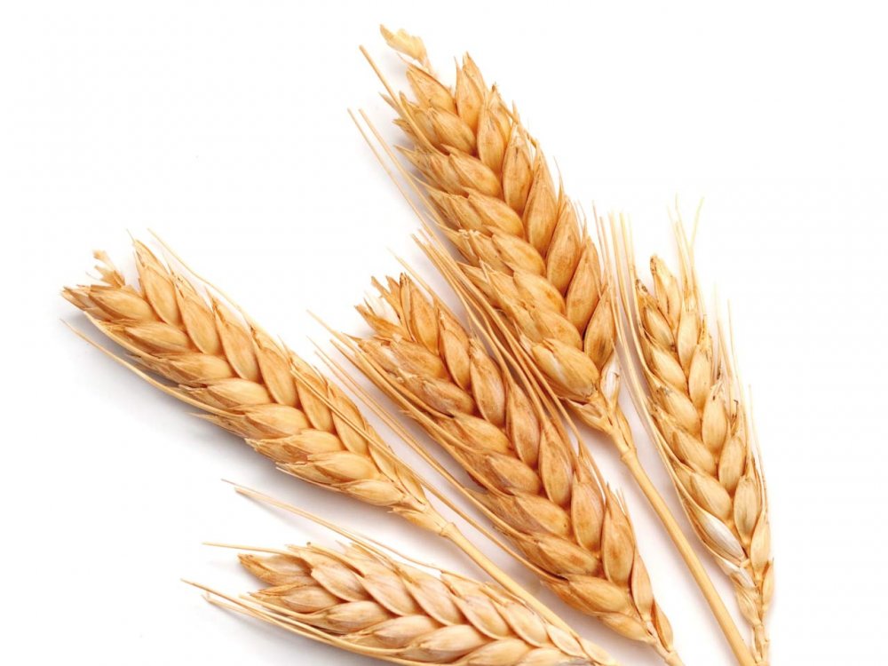 Пшеница для детей